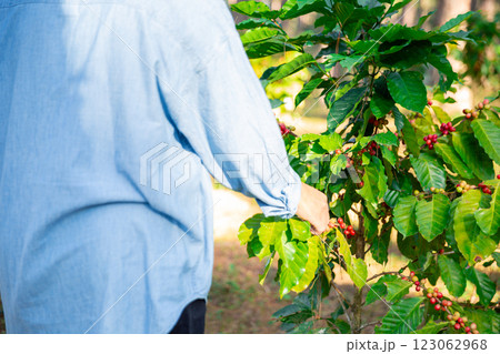 Harvest coffee bean ripe Red berries typing laptop computer check quality control plant coffee tree. Smart farmer using laptop in green coffee farm sustainable quality control agriculture technology 123062968