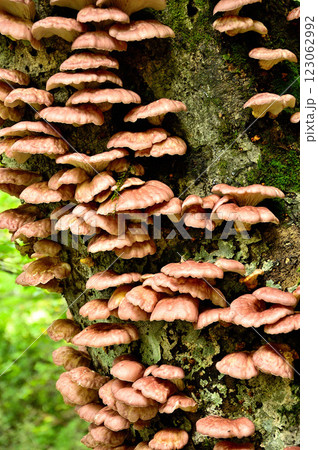 御坂山地の鍵掛 樹木に群生するツキヨタケ 御坂山地の鍵掛 樹木に群生するツキヨタケ 123062992