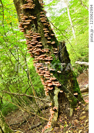 御坂山地の鍵掛 樹木に群生するツキヨタケ 御坂山地の鍵掛 樹木に群生するツキヨタケ 123062994
