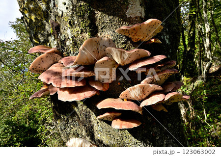御坂山地の鍵掛 古木に密集するツキヨタケ 御坂山地の鍵掛 古木に密集するツキヨタケ 123063002