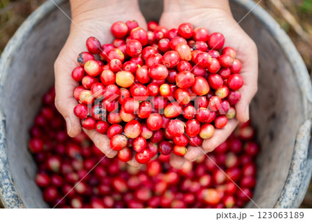 Close up hand harvest red ripe coffee seed robusta arabica berry harvesting coffee farm. Hand people harvest coffee bean ripe Red berries plant fresh seed coffee tree growth in green eco organic farm 123063189