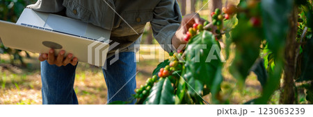 Close up hand harvest red ripe coffee seed robusta arabica berry harvesting coffee farm. Hand people harvest coffee bean ripe Red berries plant fresh seed coffee tree growth in green eco organic farm 123063239