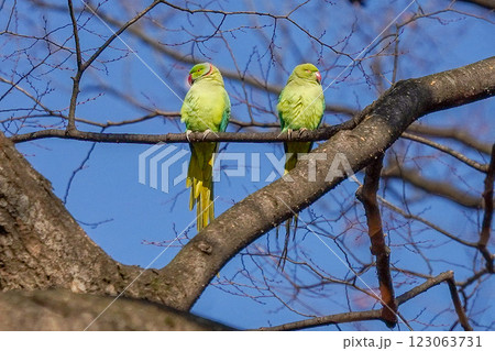 野生のワカケホンセイインコ 野生のワカケホンセイインコ 123063731