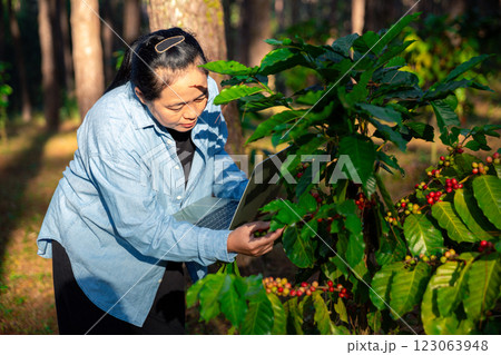 Harvest coffee bean ripe Red berries typing laptop computer check quality control plant coffee tree. Smart farmer using laptop in green coffee farm sustainable quality control agriculture technology 123063948