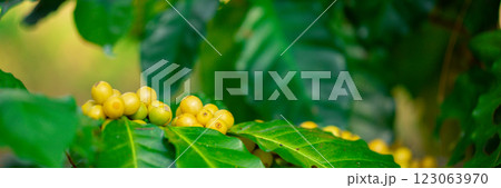 Close up harvest red ripe coffee seed robusta arabica berry harvesting coffee farm. Harvest coffee bean ripe Red berries plant fresh seed coffee tree growth in green eco organic farm green background 123063970