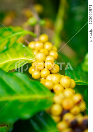 Close up harvest red ripe coffee seed robusta arabica berry harvesting coffee farm. Harvest coffee bean ripe Red berries plant fresh seed coffee tree growth in green eco organic farm green background 123063971
