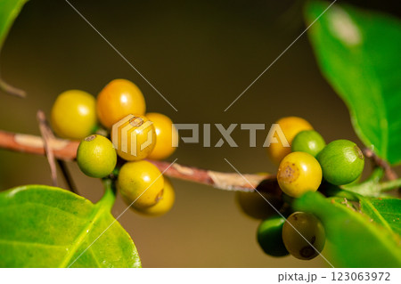 Close up harvest red ripe coffee seed robusta arabica berry harvesting coffee farm. Harvest coffee bean ripe Red berries plant fresh seed coffee tree growth in green eco organic farm green background 123063972