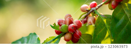 Close up harvest red ripe coffee seed robusta arabica berry harvesting coffee farm. Harvest coffee bean ripe Red berries plant fresh seed coffee tree growth in green eco organic farm green background Close up harvest red ripe coffee seed robusta arabica berry harvesting coffee farm. Harvest coffee bean ripe Red berries plant fresh seed coffee tree growth in green eco organic farm green background 123063973