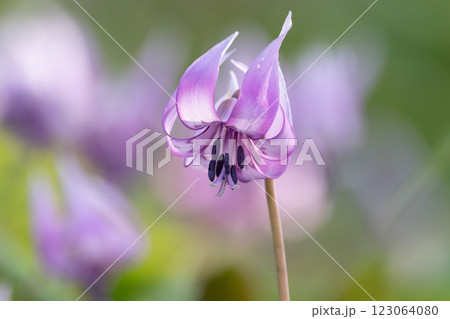 満開のカタクリの花 満開のカタクリの花 123064080