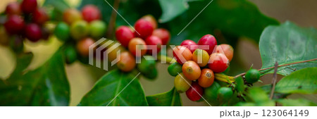 Close up harvest red ripe coffee seed robusta arabica berry harvesting coffee farm. Harvest coffee bean ripe Red berries plant fresh seed coffee tree growth in green eco organic farm green background 123064149