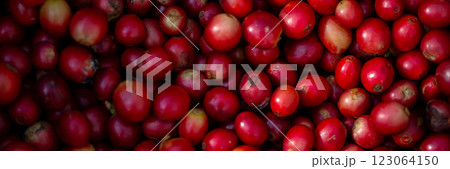 Close up harvest red ripe coffee seed robusta arabica berry harvesting coffee farm. Harvest coffee bean ripe Red berries plant fresh seed coffee tree growth in green eco organic farm green background 123064150