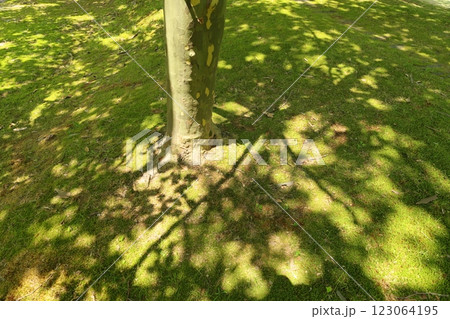 プラタナスの木陰 123064195