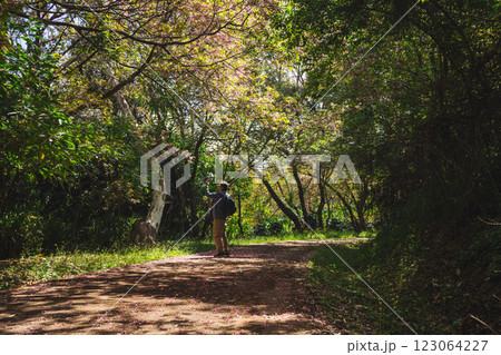 solo traveler in nature concept with asian man camping and sightseeing with pink cherry blossom tree in springtime season 123064227