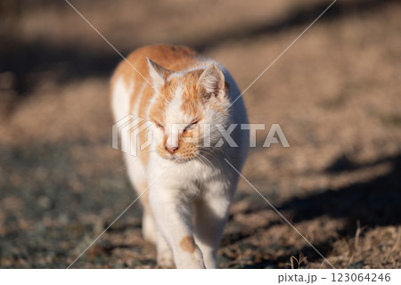 歩く猫　　茶白猫 123064246