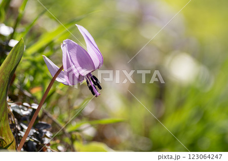 満開のカタクリの花 123064247