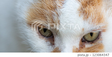 歩く猫　　茶白猫 123064347