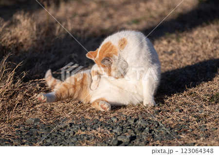毛繕いする猫 茶白猫 毛繕いする猫 茶白猫 123064348