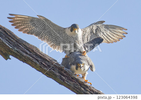 ハヤブサのつがい ハヤブサのつがい 123064398