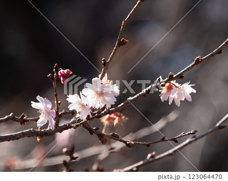 冬の日差しに咲くさくら 123064470
