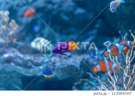 ロイヤルグラマなどの美しい熱帯魚 ロイヤルグラマなどの美しい熱帯魚 123064507