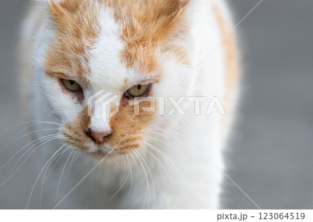 歩く猫　　茶白猫 123064519