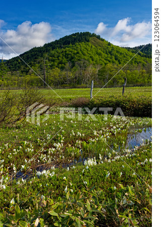 尾瀬ヶ原・山の鼻のミズバショウと新緑の山並み 尾瀬ヶ原・山の鼻のミズバショウと新緑の山並み 123064594