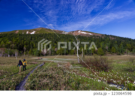 ミズバショウ咲く尾瀬ヶ原・山の鼻から見る残雪の至仏山 123064596