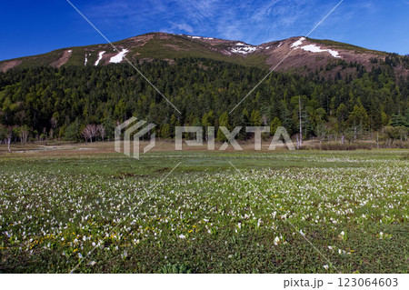 ミズバショウ咲く尾瀬ヶ原・山の鼻から見る残雪の至仏山 ミズバショウ咲く尾瀬ヶ原・山の鼻から見る残雪の至仏山 123064603