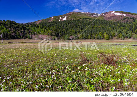 ミズバショウ咲く尾瀬ヶ原・山の鼻から見る残雪の至仏山 123064604