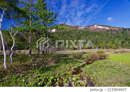 ミズバショウ咲く尾瀬ヶ原・山の鼻から見る残雪の至仏山 ミズバショウ咲く尾瀬ヶ原・山の鼻から見る残雪の至仏山 123064607