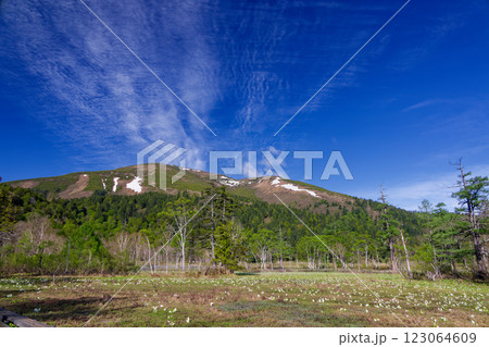 ミズバショウ咲く尾瀬ヶ原・山の鼻から見る残雪の至仏山 ミズバショウ咲く尾瀬ヶ原・山の鼻から見る残雪の至仏山 123064609