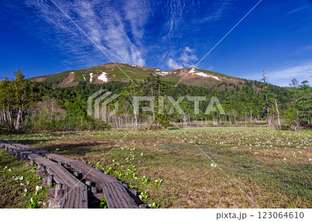 ミズバショウ咲く尾瀬ヶ原・山の鼻から見る残雪の至仏山 123064610