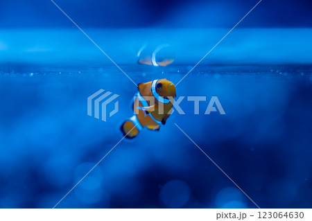 カクレクマノミ 123064630