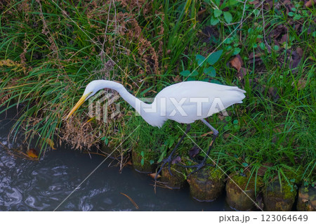 白鷺の探索 123064649