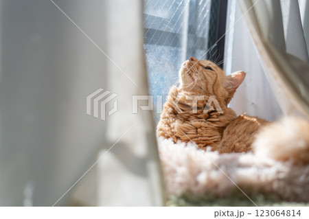 窓辺でくつろぐ可愛い猫 茶トラ猫 窓辺でくつろぐ可愛い猫 茶トラ猫 123064814