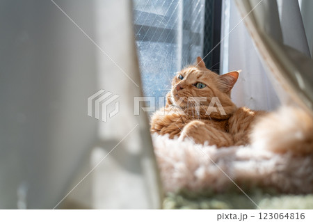 窓辺でくつろぐ可愛い猫 茶トラ猫 窓辺でくつろぐ可愛い猫 茶トラ猫 123064816