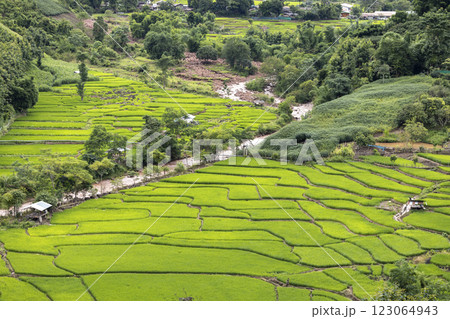 Terraced rice field at Mae Cham Chiangmai Northern Thailand 123064943