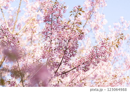 Wild Himalayan Cherry (Prunus cerasoides) or thai sakura flower 123064988