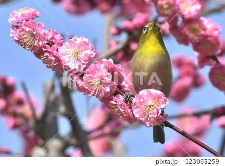 満開の紅梅にメジロさん （ 春イメージ ）（ ほのぼのイメージ ） 123065259