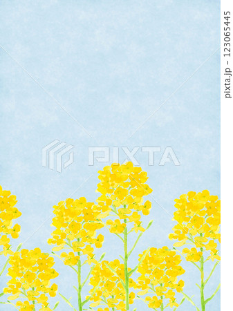 水彩で描いた青空を背景にした菜の花【手描き】コピースペースあり  123065445