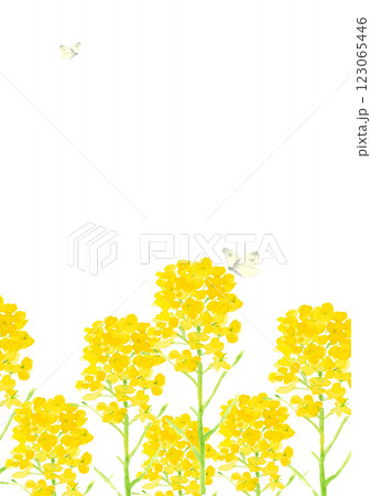 水彩で描いた菜の花とチョウの背景イラスト【手描き】コピースペースあり 白バック 透過背景 123065446