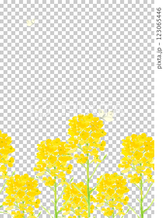 水彩で描いた菜の花とチョウの背景イラスト【手描き】コピースペースあり 白バック 透過背景 123065446