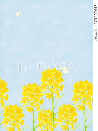 水彩で描いたモンシロチョウと菜の花と青空【手描き】コピースペースあり 123065447