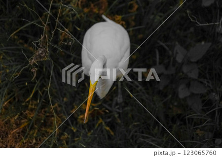 白鷺の視線のイメージ 123065760