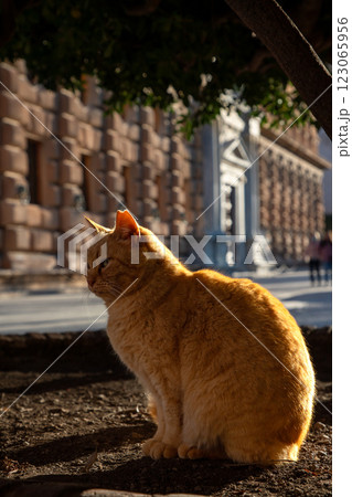 猫とアルハンブラ宮殿　世界遺産　スペイン 123065956
