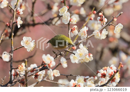 ウメの木にメジロ 123066019