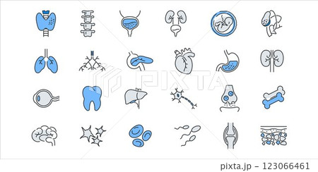 Human anatomy line icons set. Stomach, spine, joint, heart, embryo, bile, lung, dermis, heart, bone, vessels liver brain eye ear thyroid gland kidneys vector illustration 123066461