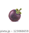 A mangosteen. The oil pastel painting of Thai exotic mangosteen fruit hand drawn illustration isolated on white background. 123066659