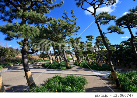 神奈川県・城ヶ島公園・傾いた松 123066747