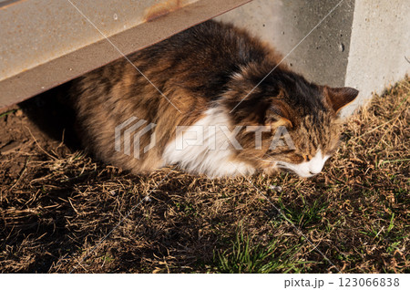 城ヶ島でお昼寝する猫 城ヶ島でお昼寝する猫 123066838